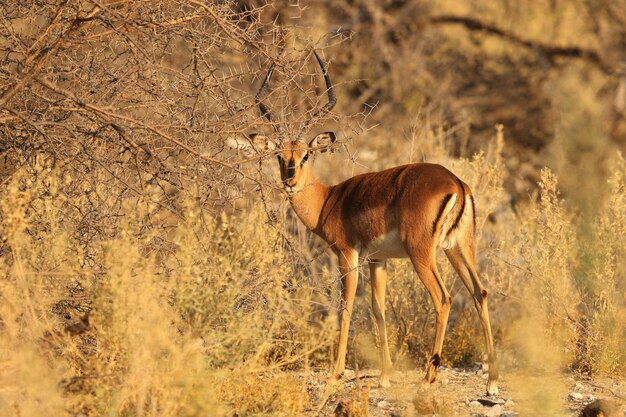 Primer plano de una gacela rodeada de arbustos del desierto y plantas espinosas