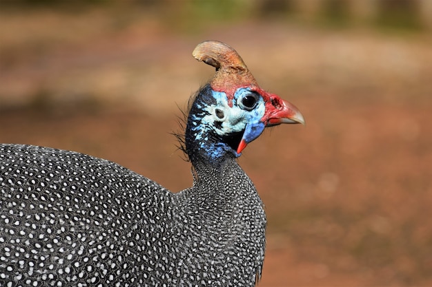 Foto gratuita primer plano de una gallina de guinea con un campo borroso