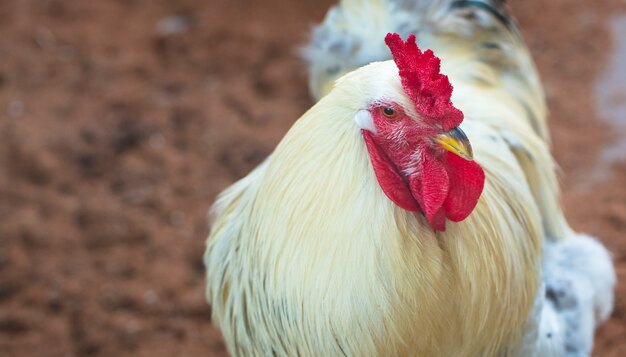 Primer plano de un gallo en una granja