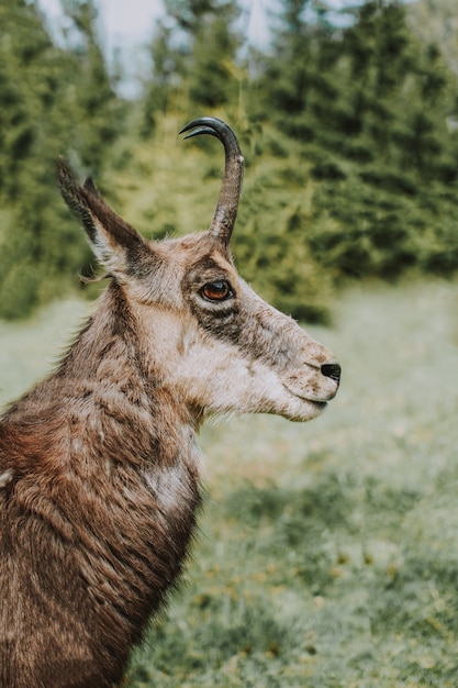 Foto gratuita primer plano de una gamuza cantábrica también conocida como antílope cabra montés con un borroso