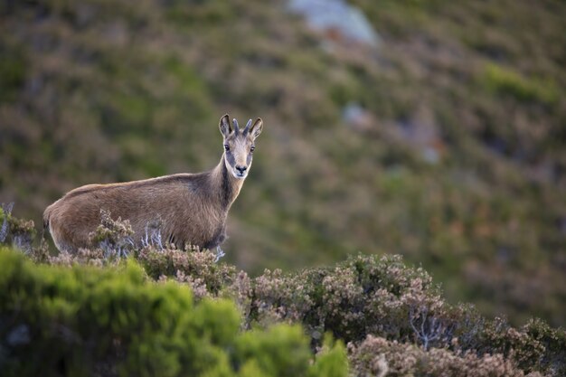 Primer plano de una gamuza en las montañas de verano