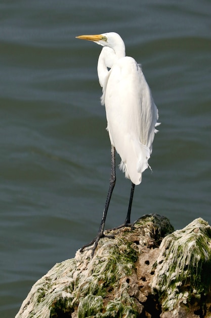 Primer plano de una garceta grande (Ardea alba) de pie sobre la roca en el agua