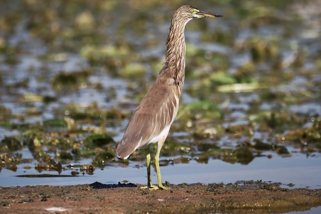 Foto gratuita primer plano de una garza real en el pantano con un fondo bokeh