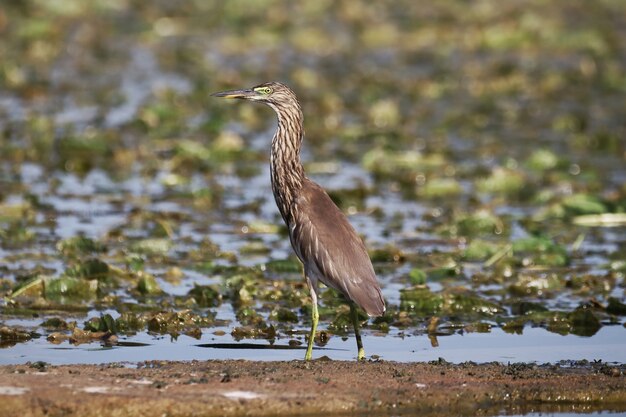 Primer plano de una garza real en el pantano