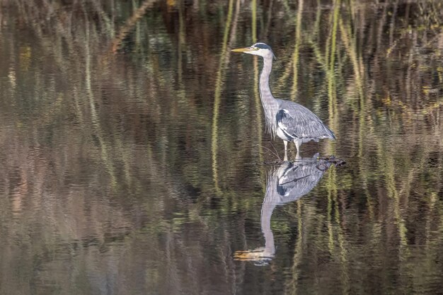 Primer plano de una garza real de pie en el lago con una superficie reflectante