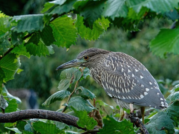 Primer plano de una garza real posado en la rama de un árbol