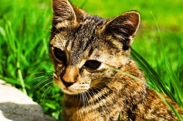 Primer plano de un gatito gris contra la luz del sol