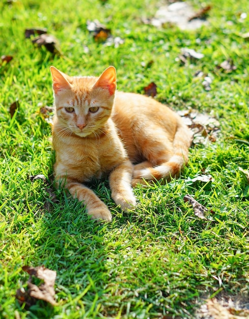 Foto gratuita primer plano de un gatito naranja sobre el césped acostado de lado en un día soleado