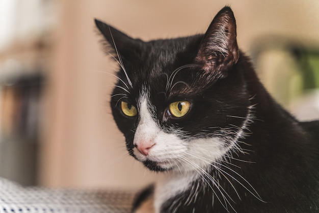 Primer plano de un gato acostado en la silla