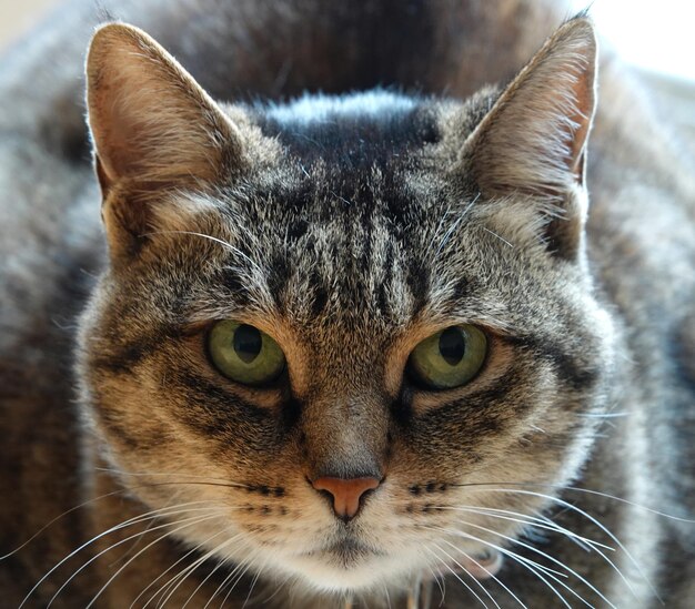 Primer plano de un gato de aspecto feroz