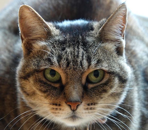 Primer plano de un gato de aspecto feroz