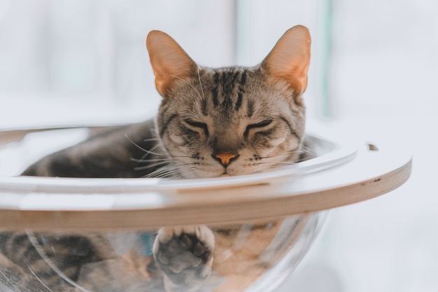 Primer plano de un gato atigrado gris durmiendo en un recipiente