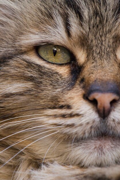 Primer plano de gato atigrado