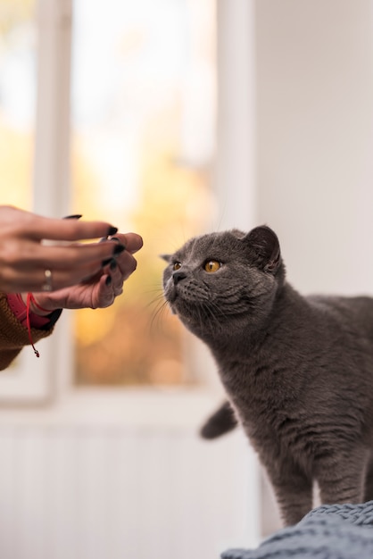 Foto gratuita primer plano del gato británico de pelo corto con propietario