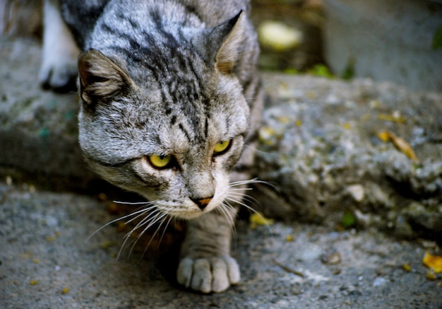 Primer plano de un gato callejero sin hogar con una linda cara determinada en Ereván, Armenia