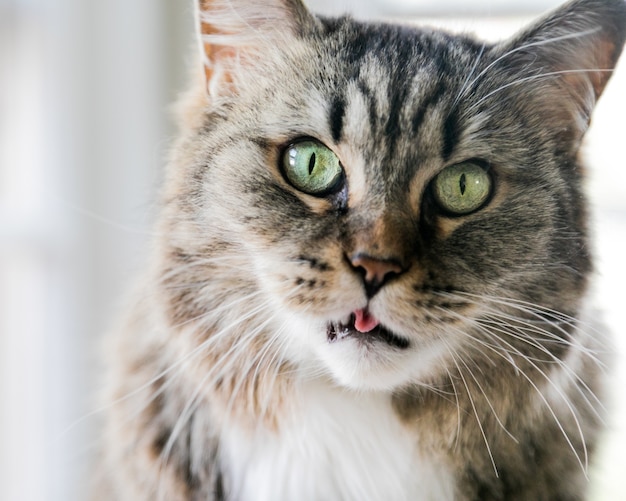 Primer plano de un gato doméstico gris bajo las luces