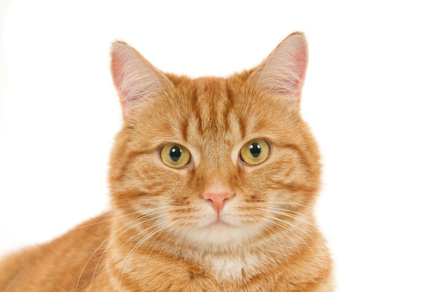 Primer plano de un gato doméstico de jengibre esponjoso mirando directamente sobre un fondo blanco.