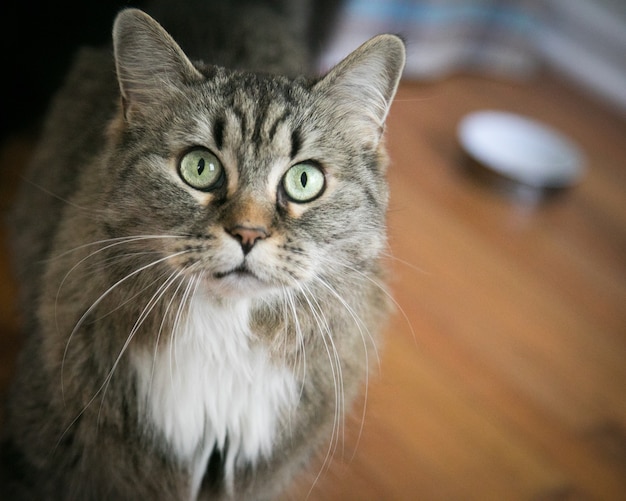 Primer plano de un gato doméstico sorprendido en el suelo bajo las luces