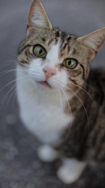 Primer plano de un gato esponjoso con ojos verdes