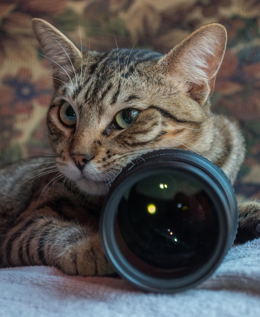 Primer plano de un gato europeo con lente de cámara