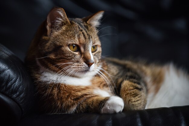 Primer plano de un gato europeo de pelo corto tendido en un sofá de cuero negro