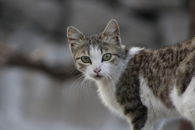 Primer plano de un gato con grandes ojos verdes