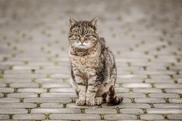 Primer plano de un gato gris en una carretera de baldosas