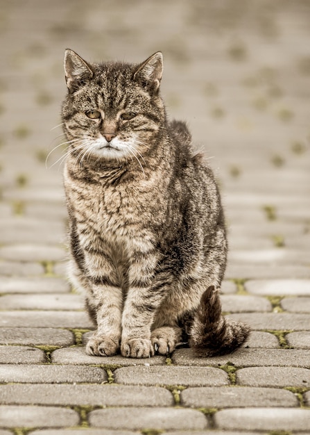 Primer plano de un gato gris en una carretera de baldosas