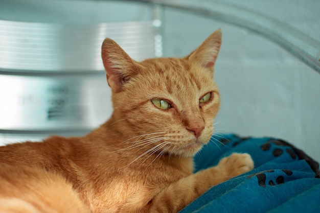 Primer plano de un gato jengibre acostado sobre una manta en una silla bajo las luces