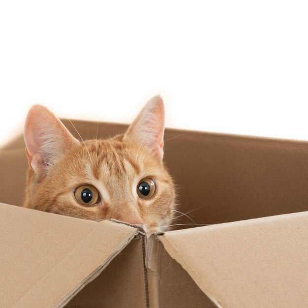 Primer plano de un gato jengibre doméstico sentado en una caja marrón con la cabeza en el borde