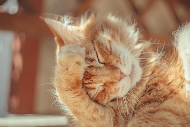 Primer plano de un gato de jengibre que se pica con un fondo borroso