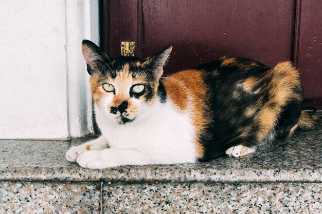 Primer plano de un gato mirando a la cámara