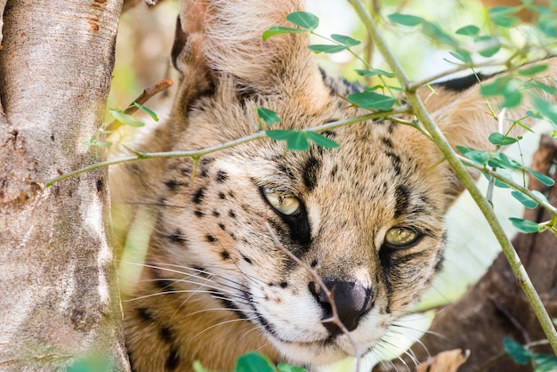 Foto gratuita primer plano de un gato montés en el árbol