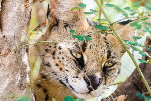 Primer plano de un gato montés en el árbol