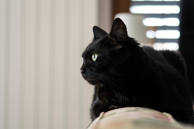 Primer plano de un gato negro en una habitación