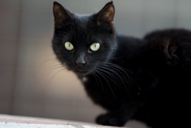 Primer plano de un gato negro tranquilamente tumbado en el suelo