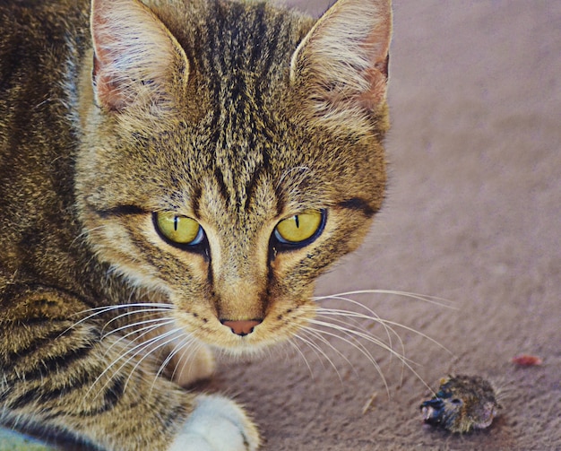 Foto gratuita primer plano de un gato con ojos verdes y una mirada enojada