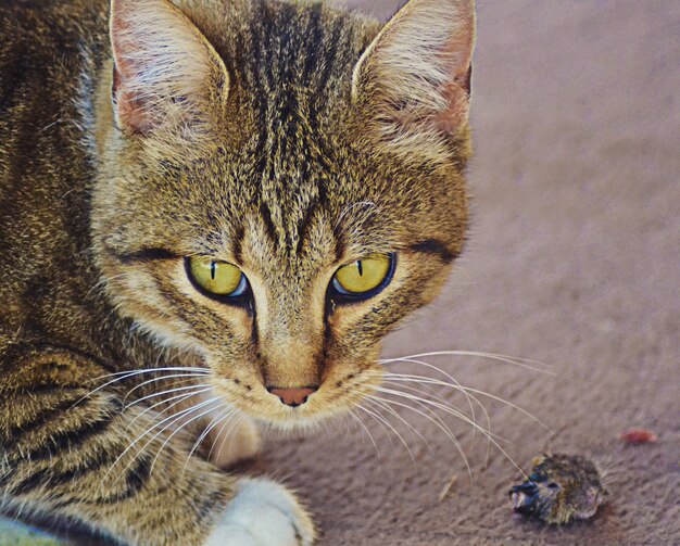 Primer plano de un gato con ojos verdes y una mirada enojada