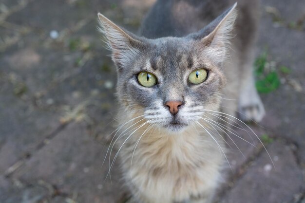 Primer plano de un gato con ojos verdes mirando a la cámara, en la calle