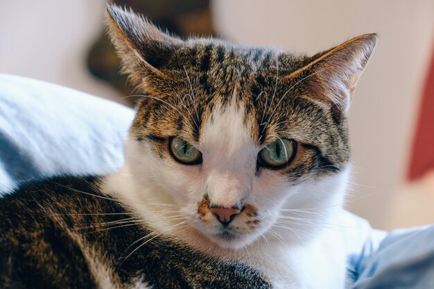 Primer plano de un gato que parece enojado