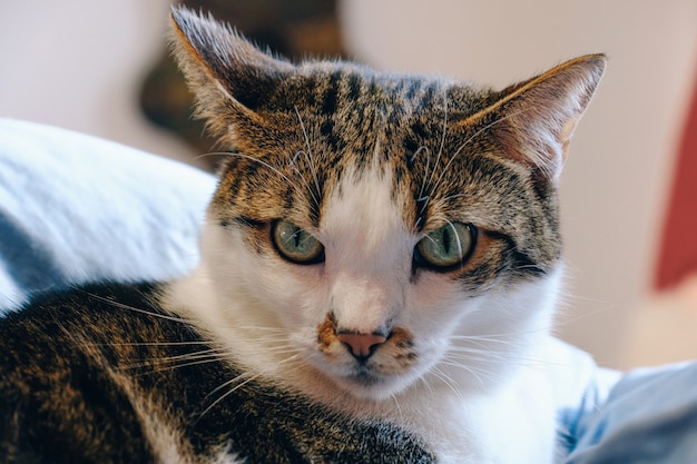 Primer plano de un gato que parece enojado