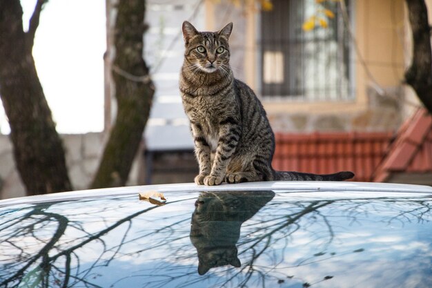 Primer plano de un gato rayado marrón sentado en un coche capturado durante el otoño