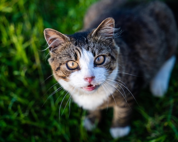 Primer plano de un gato