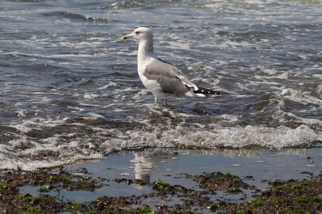 Primer plano de una gaviota en el agua de la playa