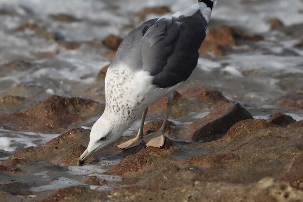 Primer plano de una gaviota argéntea europea en la orilla durante el día