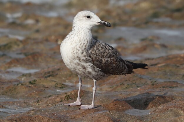 Primer plano de una gaviota argéntea europea en la orilla durante el día