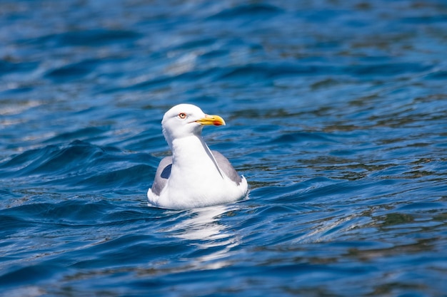 Primer plano de una gaviota en las azules aguas del mar