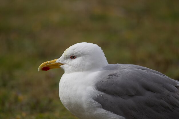 Primer plano de una gaviota blanca y gris