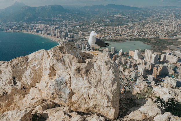Primer plano de una gaviota en la cima de una roca con la vista de la ciudad en la isla de Calpe, España