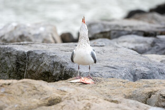 Primer plano de una gaviota comiendo un pescado en una piedra